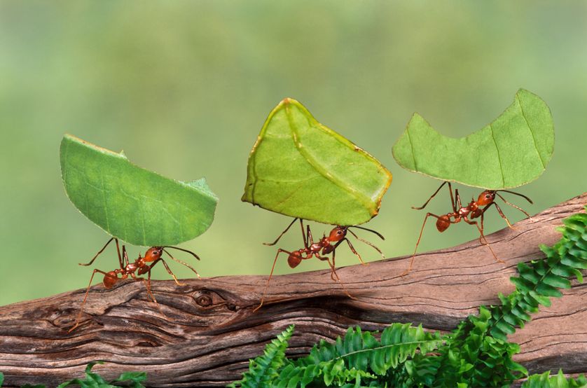 Les fourmis : force et intelligence contre vents et marées